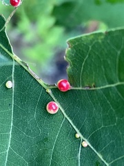 Zopheroteras sphaerula