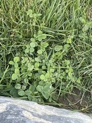 Medicago lupulina