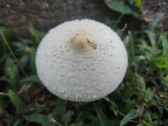 Chlorophyllum hortense