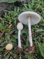 Chlorophyllum hortense