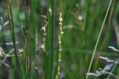 Triglochin palustris