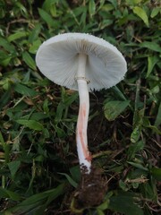 Chlorophyllum hortense