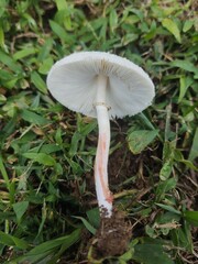 Chlorophyllum hortense