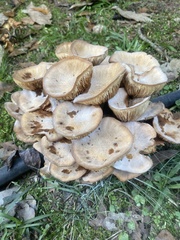 Physalacriaceae