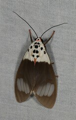 Amerila nigropunctata