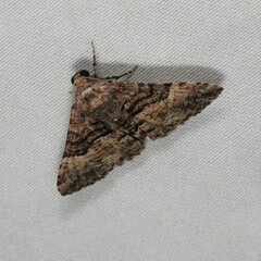 Aporoctena scierodes