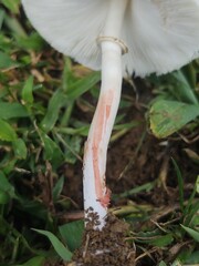 Chlorophyllum hortense