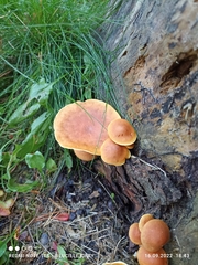 Gymnopilus penetrans
