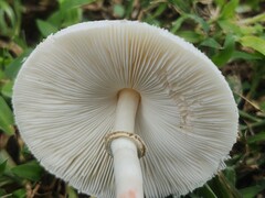 Chlorophyllum hortense