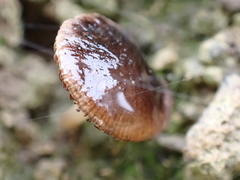 Fungi