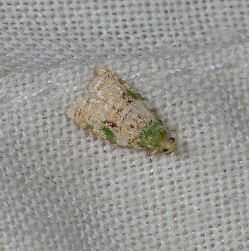 Asterolepis