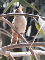Troglodytes aedon chilensis