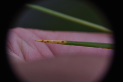 Puccinia