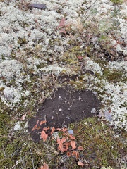 Thomomys talpoides