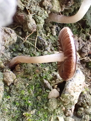Fungi