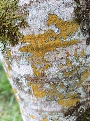 Chrysothrix xanthina