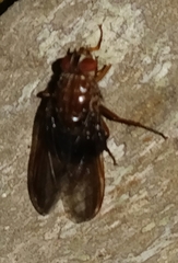 Ormia