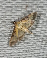 Ategumia adipalis