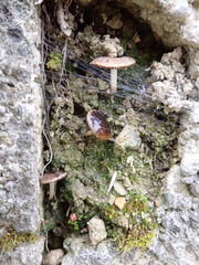 Fungi