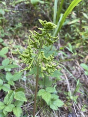 Sceptridium biternatum