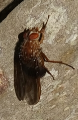 Ormia