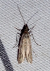 Homoeosoma electella