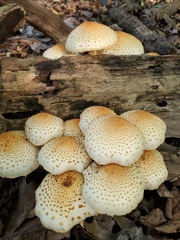 Pholiota