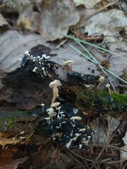 Collybia