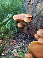 Gymnopilus penetrans