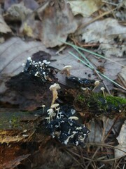 Collybia