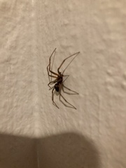 Araneomorphae