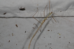 Austrosipyloidea carterus