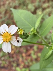 Camponotus floridanus