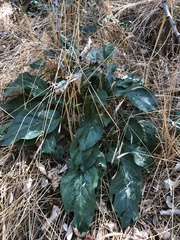 Cynoglossum officinale