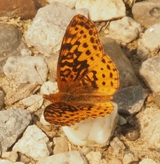Boloria bellona