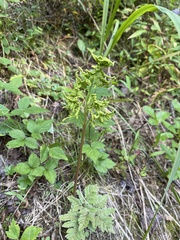 Sceptridium biternatum