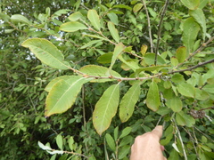 Salix × multinervis