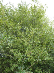 Salix × multinervis