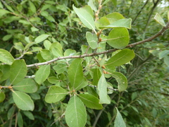 Salix × multinervis