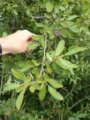 Salix × multinervis