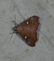 Axiocteta turneri