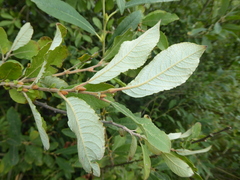 Salix × multinervis