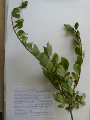 Salix × multinervis