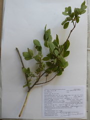 Salix × multinervis