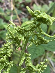 Sceptridium biternatum