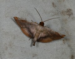 Calindoea atripunctalis