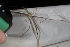 Austrosipyloidea carterus