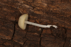 Lactocollybia