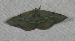 Capasa incensata