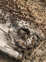 Formica integra